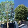 Ace Tree Service
