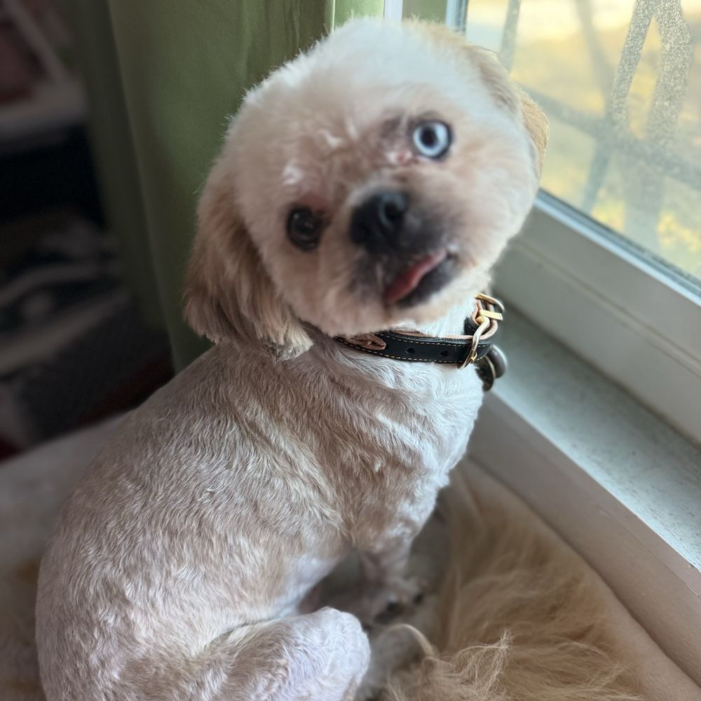 Couture Clips - Just one of my 6 dogs looking fresh and feeling amazing. - Pet Groomers Near Me