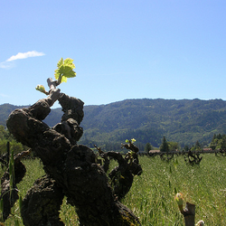 Consort Wine Tours