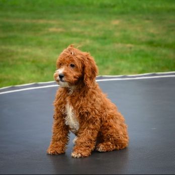 Central Park Puppies - Pet Breeders Near Me - Haupauge, New York