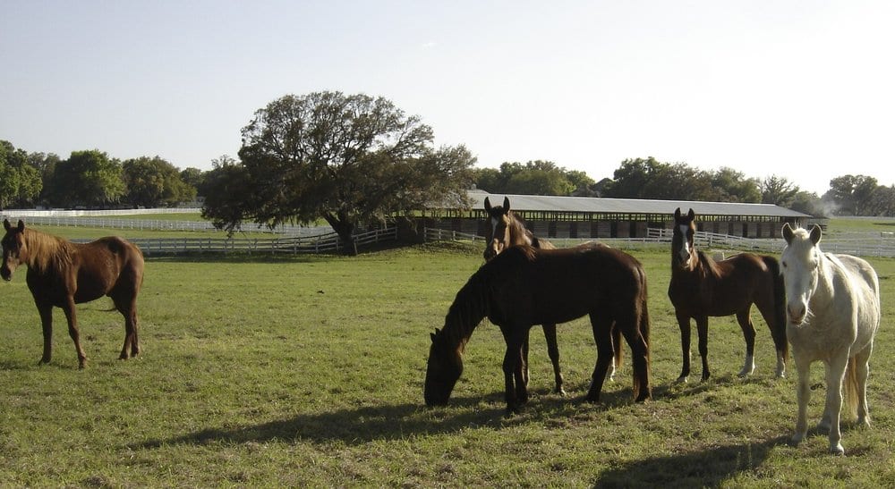 Wild West Horse Tours - equestrian in Ocala, FL