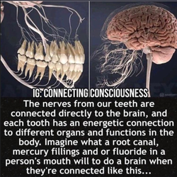 Ozarks Holistic Dental - Your teeth connect everything with your health.