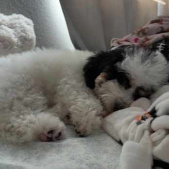 Perfect Pets - few days of us having her - Pet Breeders Near Me - Centennial, Colorado