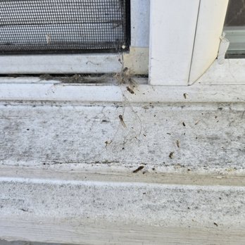First Termite Solution - Termite swarmers - Pest Control Near Me First Termite Solution - Termite swarmers - Pest Control Near Me