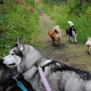 Walking All Fours - Dog Walkers Near Me Walking All Fours - Dog Walkers Near Me