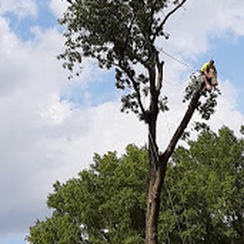 American Tree - Tree Services Near Me