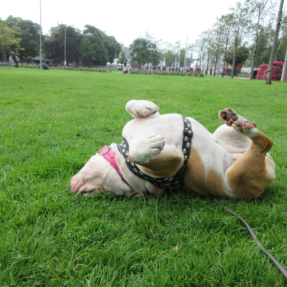 somebody enjoys it