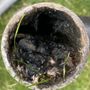 Photo of Mid Valley Drain
