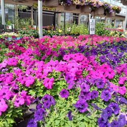 Fasel & Sons Garden Center - Premium Annuals $6.99