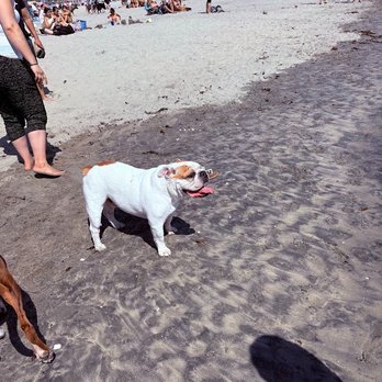Rosie's Dog Beach - Rosie's Dog Beach - Dog Parks Near Me - Long Beach, California Rosie's Dog Beach - Rosie's Dog Beach - Dog Parks Near Me - Long Beach, California