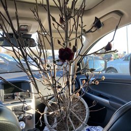 Magnolia tree