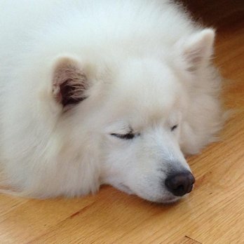 Diamond Dog Grooming & Training - Stella taking a nap after her day of beauty at Diamond Dog. - Pet Sitting Near Me - Billerica, Massachusetts Diamond Dog Grooming & Training - Stella taking a nap after her day of beauty at Diamond Dog. - Pet Sitting Near Me - Billerica, Massachusetts