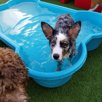 Camp Bow Wow Katy - Mia at Camp Bow wow - Pet Groomers Near Me - Katy, Texas Camp Bow Wow Katy - Mia at Camp Bow wow - Pet Groomers Near Me - Katy, Texas