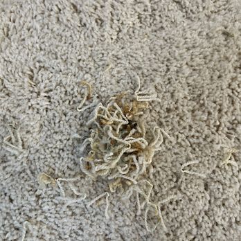 Clean Right Services - Carpet Cleaning Near Me Clean Right Services - Carpet Cleaning Near Me