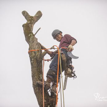 Castro Lawn & Tree Care - a man cutting a tree - Tree Services Near Me Castro Lawn & Tree Care - a man cutting a tree - Tree Services Near Me