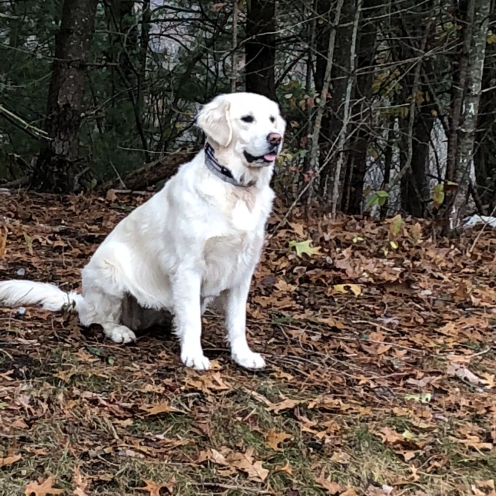 Leash on Life Pet Services - pet boarding facility in Boylston, MA