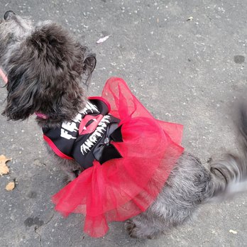 Alameda County Fair - Cutest doggie costume! - Festivals Near Me - Pleasanton, California