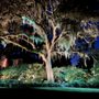 Photo of Lucarelli Outdoor Lighting