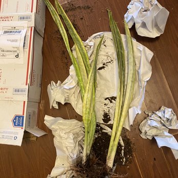 Philo Cincinnati - Nurseries & Gardening Near Me - Cincinnati, Ohio