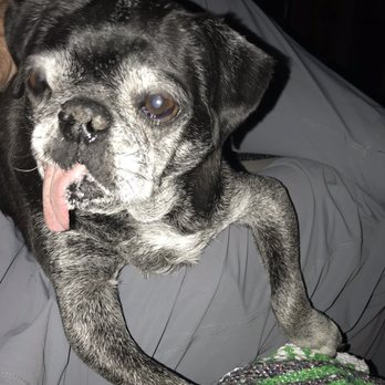 AZ Pug Life Rescue - Pet Services Near Me AZ Pug Life Rescue - Pet Services Near Me