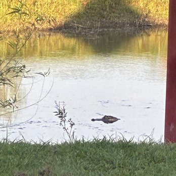 Tony' Barbeque & Steak House - Gator in pond - Barbeque Near Me - Winnie, Texas Tony' Barbeque & Steak House - Gator in pond - Barbeque Near Me - Winnie, Texas