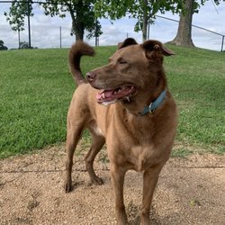 Decker Prairie Pet Resort
