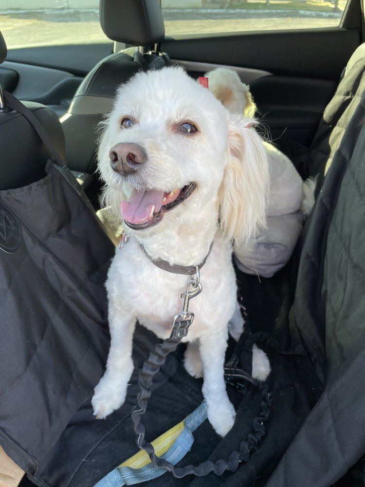 JOHN PAUL PET SALON Updated July 2024 31 Photos & 22 Reviews 1802