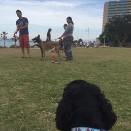 Roman checking out the training