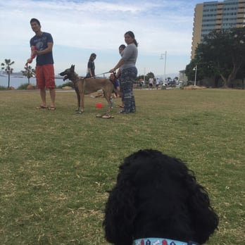 Blessed Dog - Roman checking out the training - Pet Training Near Me