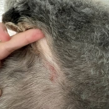 Clean Critters - Cut by armpit - Pet Groomers Near Me - Austin, Texas