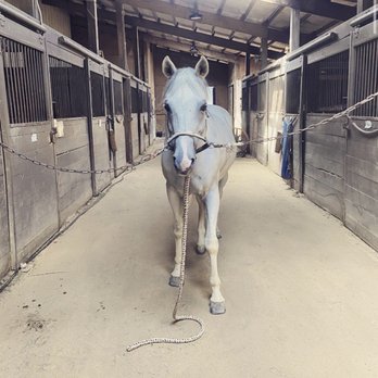 Wedgewood Riding Ctr - Horseback Riding Near Me - Wauconda, Illinois Wedgewood Riding Ctr - Horseback Riding Near Me - Wauconda, Illinois