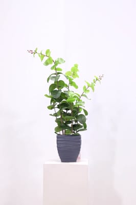 Silk Plant Warehouse Your Decor Accessory Store 51 Photos Home Decor 7700 Keele Street Concord On Phone Number Yelp