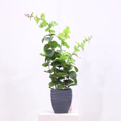 Silk Plant Warehouse Your Decor Accessory Store - Crape Myrtle Table