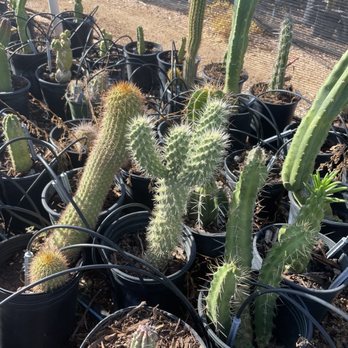 Phoenix Desert Nursery - cool cactus - Nurseries & Gardening Near Me - Phoenix, Arizona