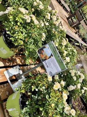 The Barn Nursery 1801 East 24th Street Place Chattanooga Tn Nurseries Mapquest