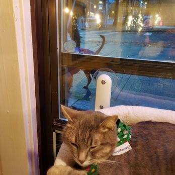 NEKO: A Cat Cafe - Themed Cafes Near Me - Seattle, Washington