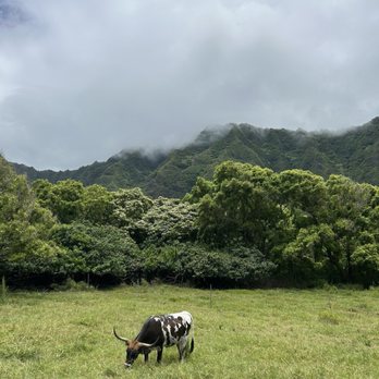Kualoa Ranch - Cow - Tours Near Me - Kaneohe, Hawaii Kualoa Ranch - Cow - Tours Near Me - Kaneohe, Hawaii