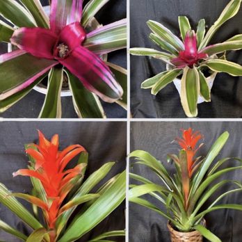 Fancy Pants Floral - Florists Near Me - Robstown, Texas Fancy Pants Floral - Florists Near Me - Robstown, Texas