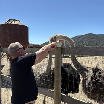 Ostrichland USA - If you're tall, you can get to the largest ostriches! - Attraction Farms Near Me - Solvang, California Ostrichland USA - If you're tall, you can get to the largest ostriches! - Attraction Farms Near Me - Solvang, California
