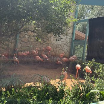 San Antonio Zoo - Zoos Near Me - San Antonio, Texas San Antonio Zoo - Zoos Near Me - San Antonio, Texas