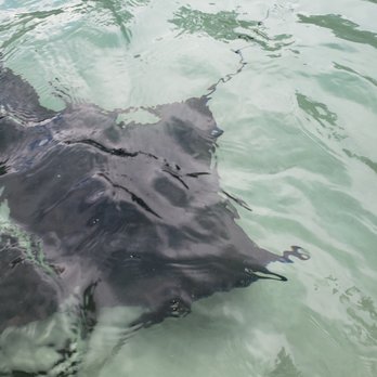 Discovery Cove - stingrays - Amusement Parks Near Me - Orlando, Florida