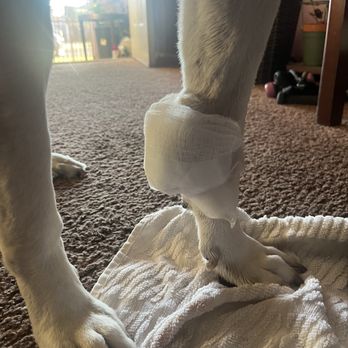 Pinole Pet Hospital - changing Hera's ruptured tumor at home - Veterinarians Near Me - Pinole, California Pinole Pet Hospital - changing Hera's ruptured tumor at home - Veterinarians Near Me - Pinole, California