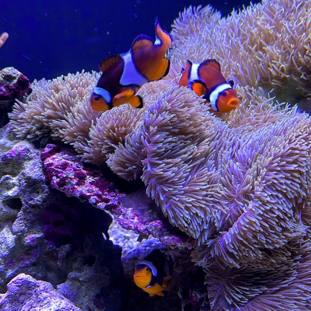Seattle Aquarium - Aquariums Near Me - Seattle, Washington Seattle Aquarium - Aquariums Near Me - Seattle, Washington