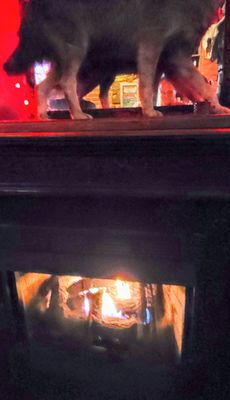 Madam's Organ by null