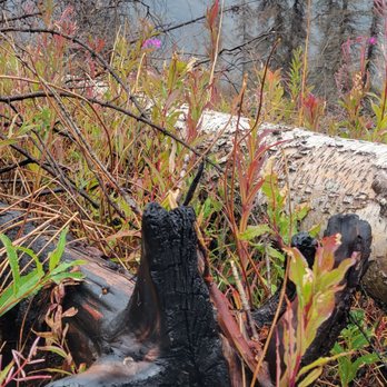 Kenai River Trail - Fire damage - Hiking Near Me - Cooper Landing, Alaska Kenai River Trail - Fire damage - Hiking Near Me - Cooper Landing, Alaska