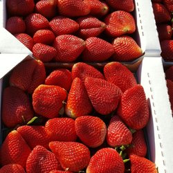 Thacker Berry Farm Stand - Strawberrie Madness!