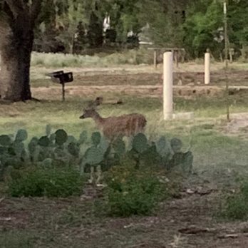 Inks Lake State Park - Deer - Parks Near Me - Burnet, Texas