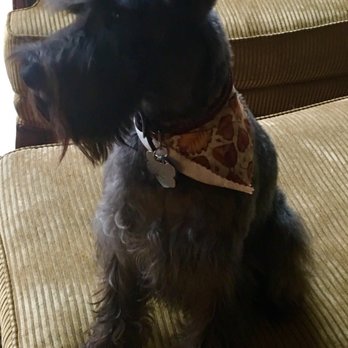 Shaggy Paws Spa - Pet Groomers Near Me - New Kent, Virginia Shaggy Paws Spa - Pet Groomers Near Me - New Kent, Virginia