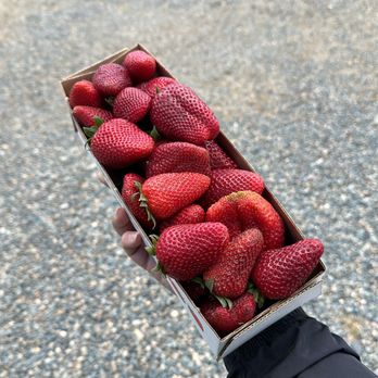 Penny Strawberry Patch - Fruits & Veggies Near Me - Sacramento, California Penny Strawberry Patch - Fruits & Veggies Near Me - Sacramento, California