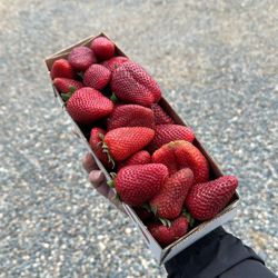Penny Strawberry Patch